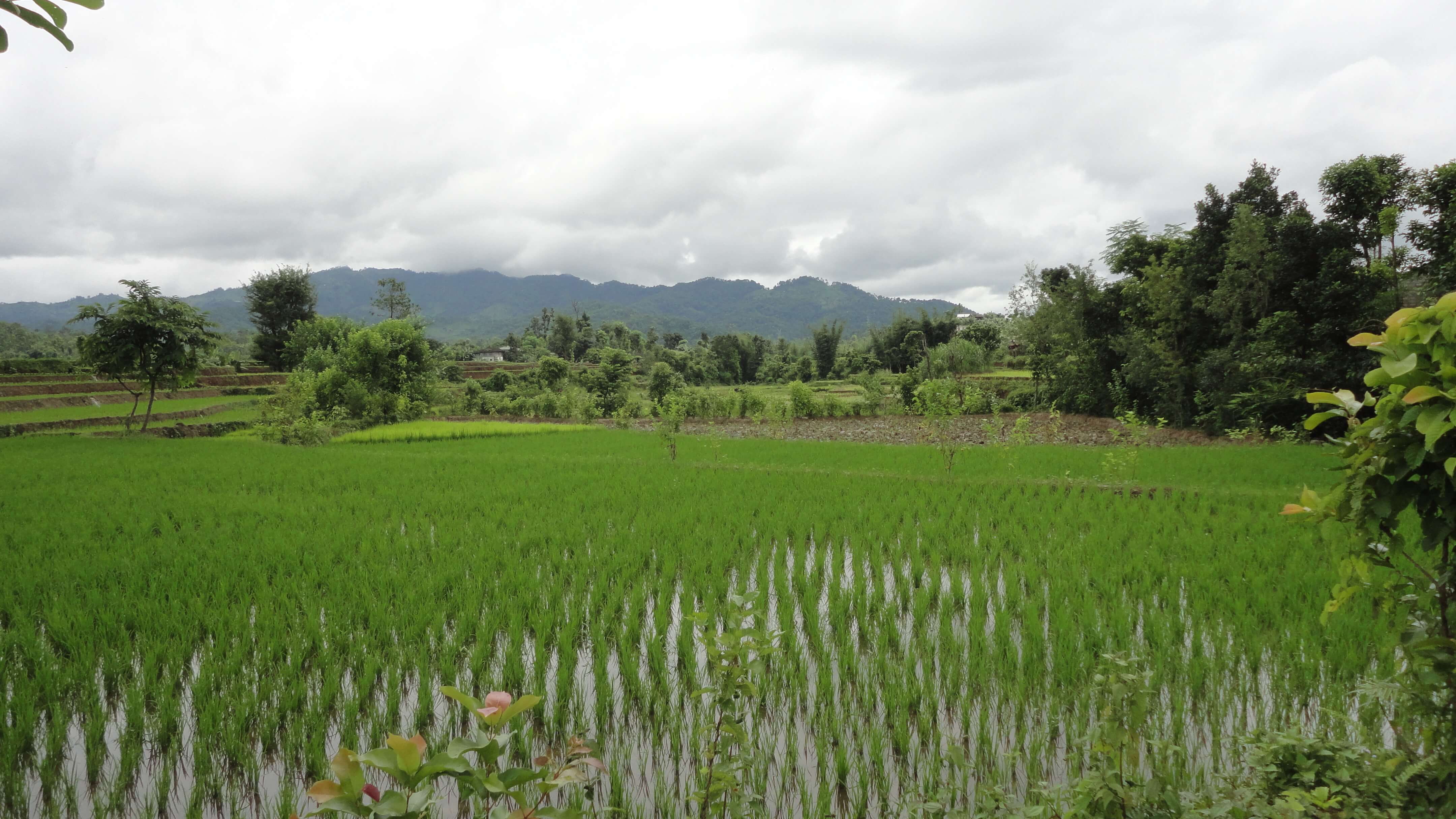 Agriculture and forest based livelihood